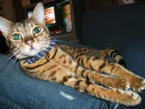 Bengal Cat