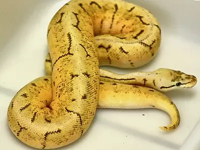 Pastel Butter Stripe Ball Python