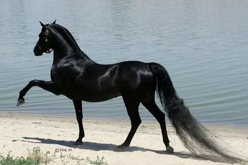Arabian Horse