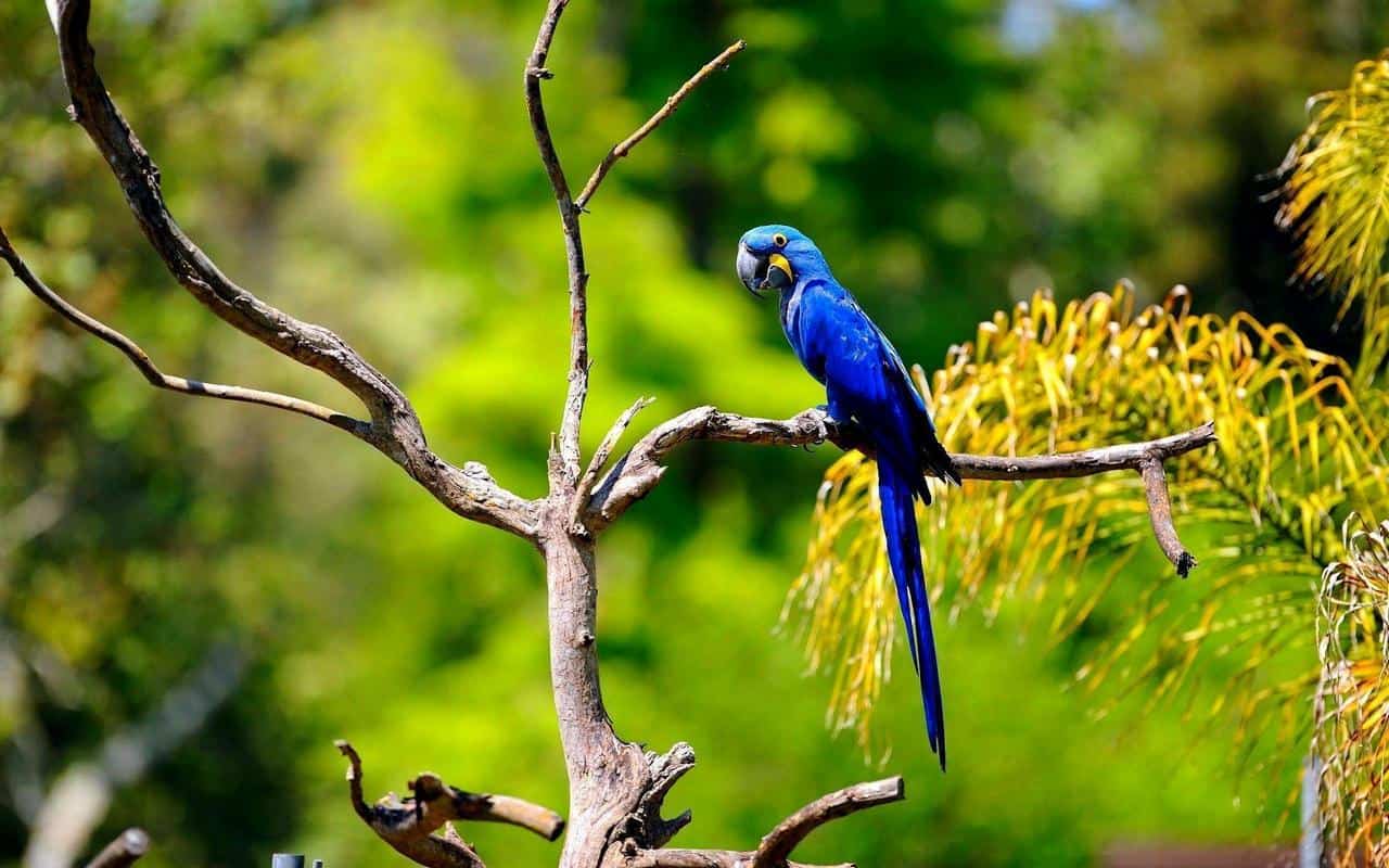 Hyacinth Macaw