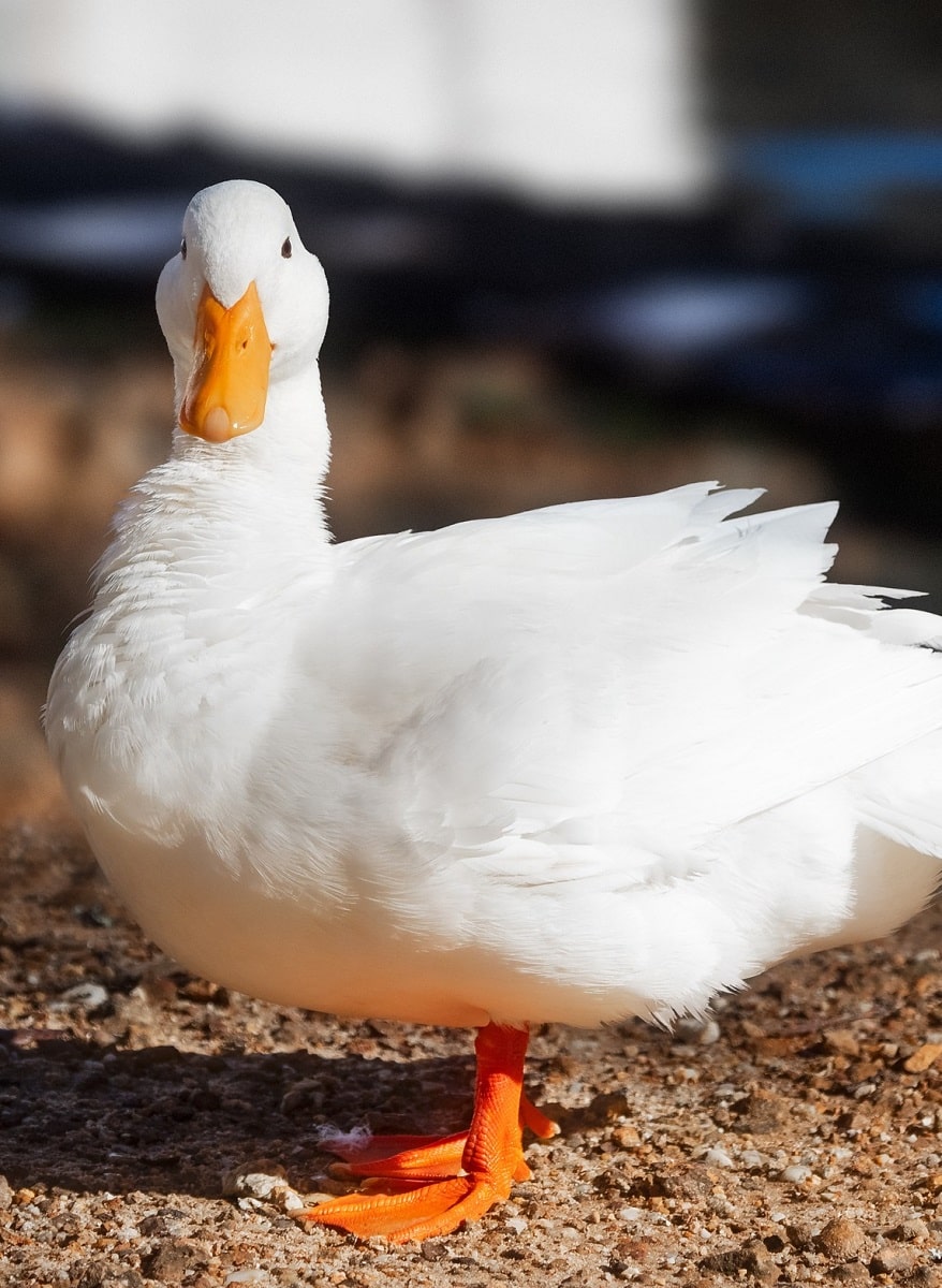 Pekin duck