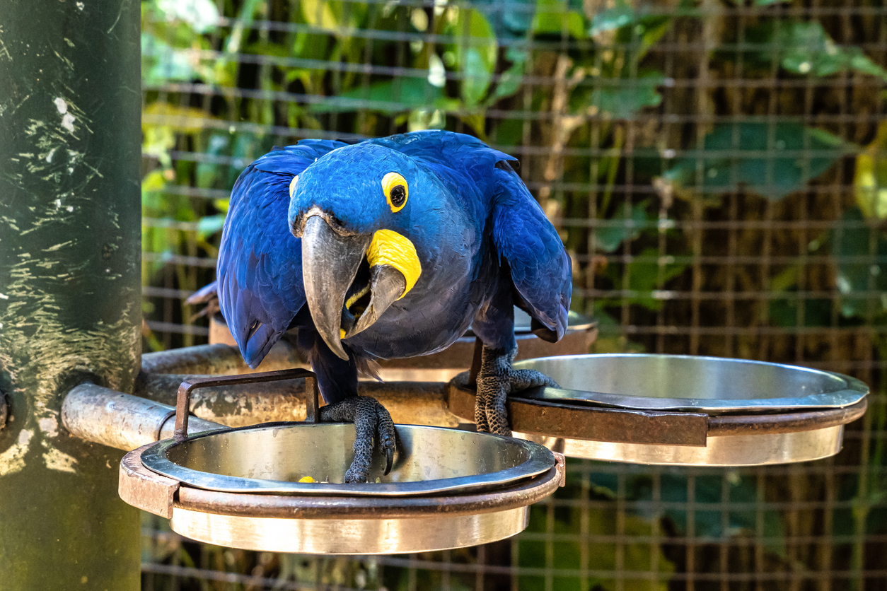 Hyacinth Macaw