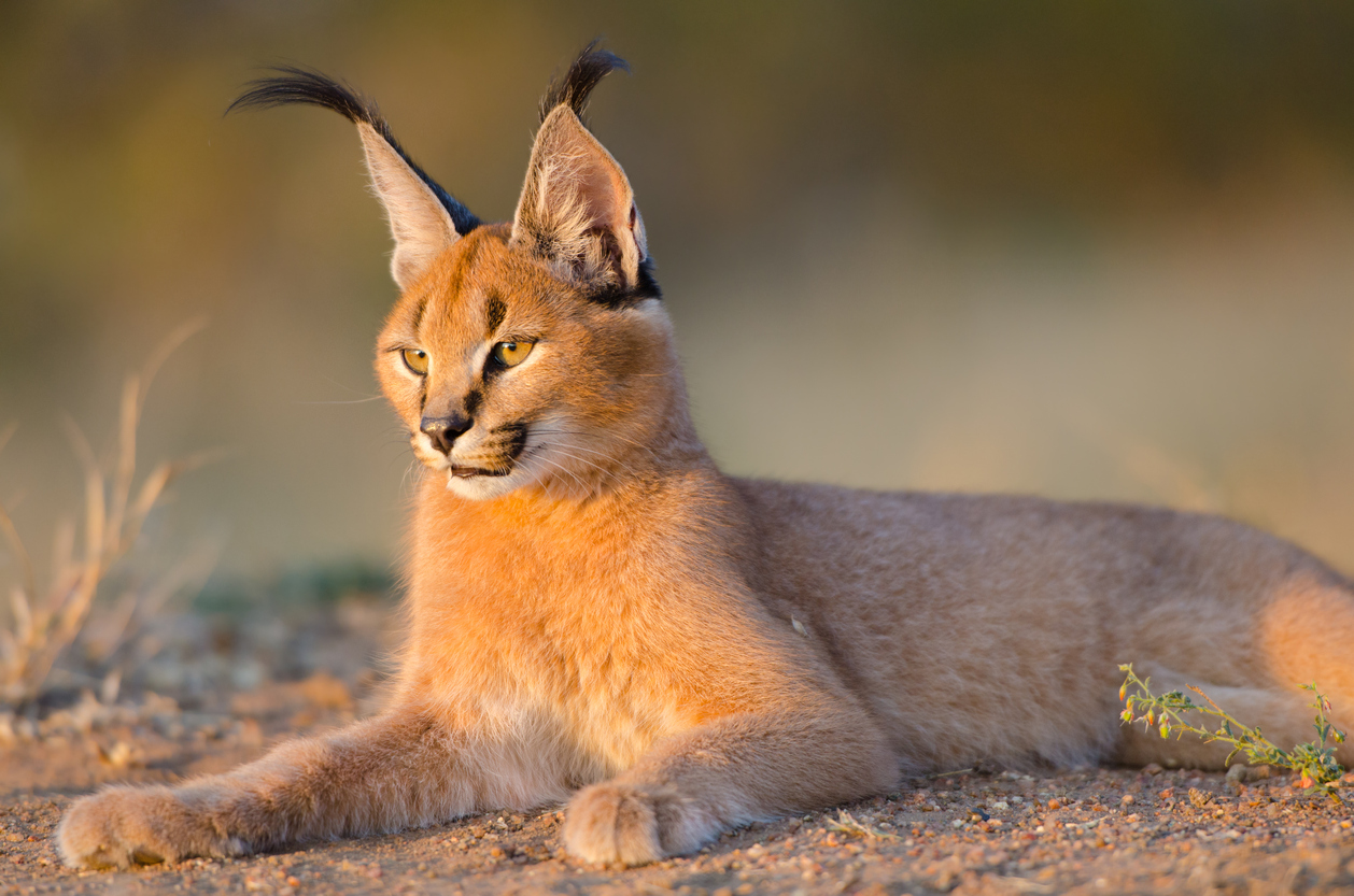 Caracal