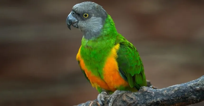 Parrot